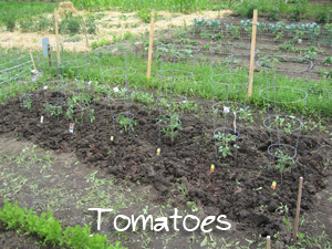 Tomatoes