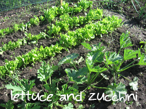 Lettuce and zucchini