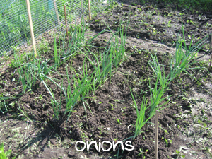 onions