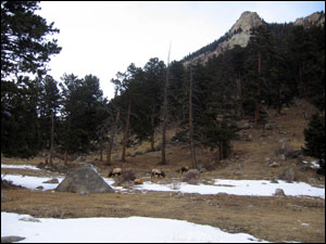 image:Denver 2009: The Elk at Rocky Mountain National Park