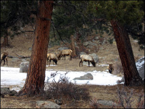 image:Denver 2009: The Elk at Rocky Mountain National Park