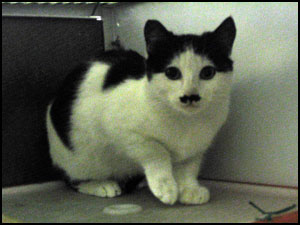 Mustache Kitty