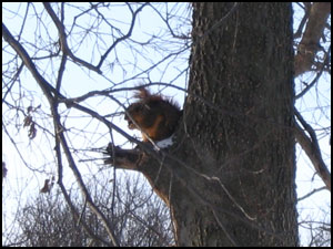 Squirrel eating breakfast