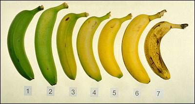 image:Banana Ripeness Level