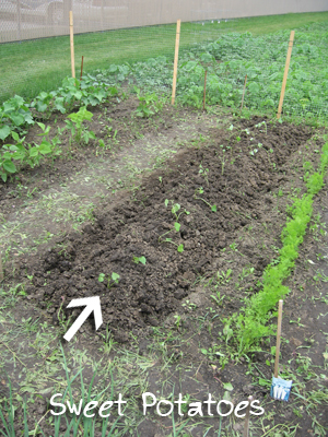 Sweet Potatoes in the ground