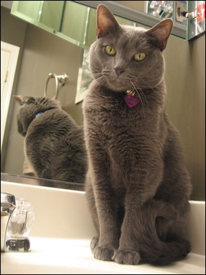 <image:Data loves to sit on the bathroom counter and learn how to style hair;