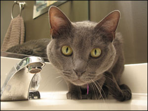 <image:Data loves to sit on the bathroom counter and learn how to style hair;