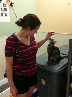 Friendly cat at the animal shelter