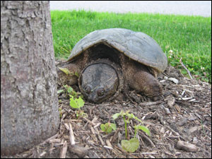 image:New turtle friend