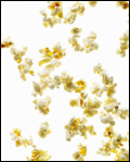 raining popcorn