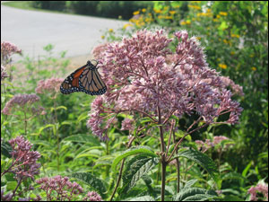 Butterfly at the Rollins Savanna Forest Preserve