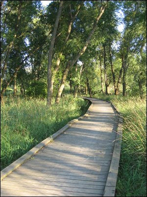 Rollins Savanna Forest Preserve