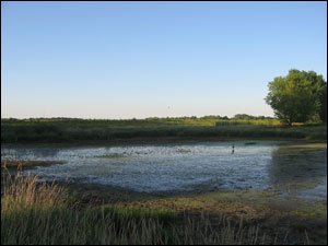 Rollins Savanna Forest Preserve