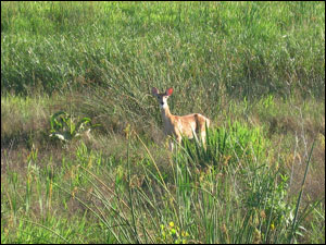 Rollins Savanna Forest Preserve