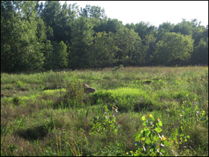 Rollins Savanna Forest Preserve