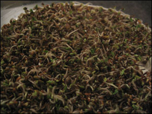 image:Alfalfa Sprouts Day 4