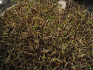 image:Alfalfa Sprouts Day 5