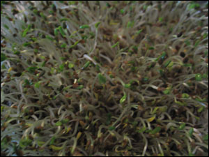 image:Alfalfa Sprouts Day 6