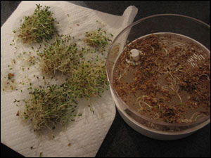 image:Alfalfa Sprouts Day 6