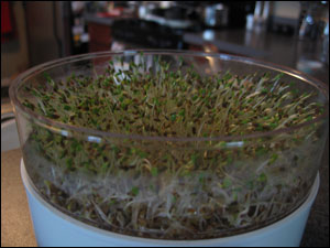 image:Alfalfa Sprouts Day 6