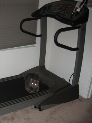 <image: Data on the treadmill>