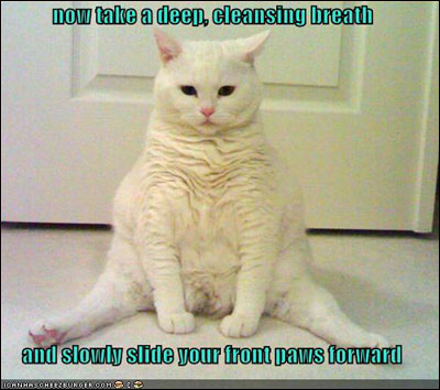 image:Yoga Cat
